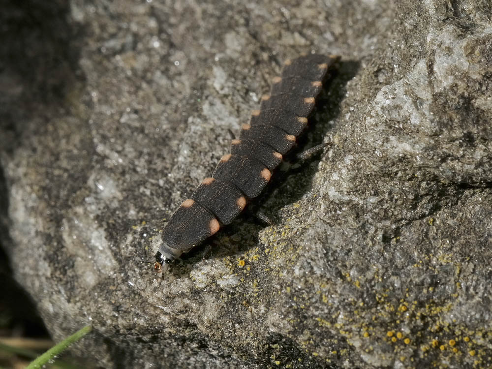 Lampyridae: larve di Luciola sp. e di Lampyris noctiluca